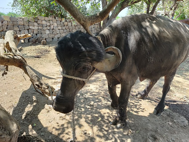 ભેસ  વેચવાની  છ...