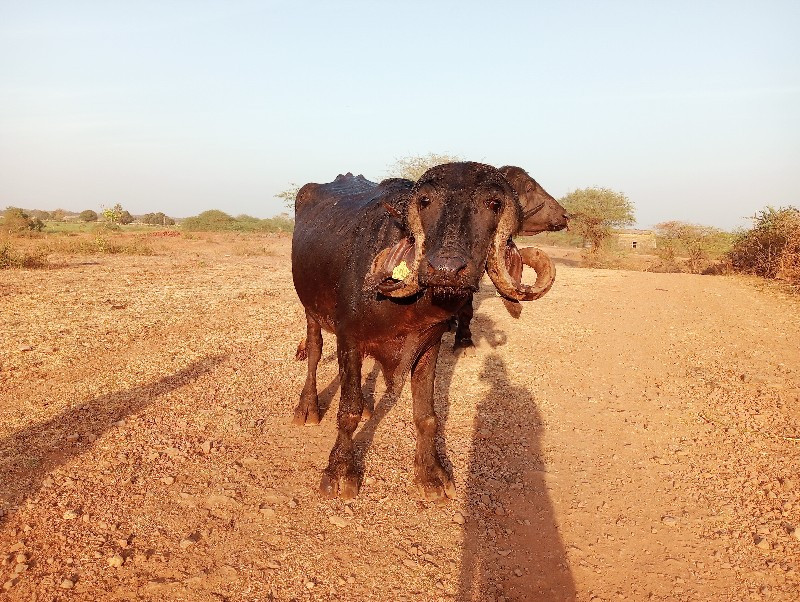 બે ભેંસો વેચવાન...