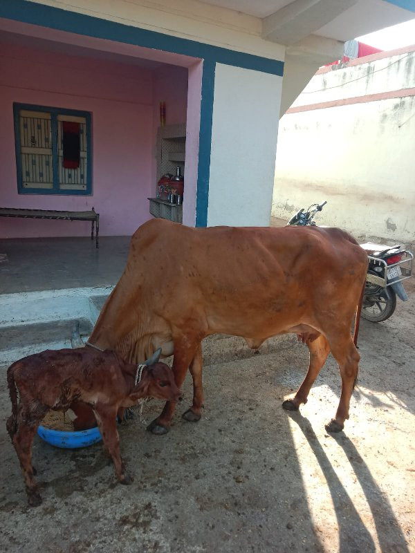 ગાય વેચવાની છે