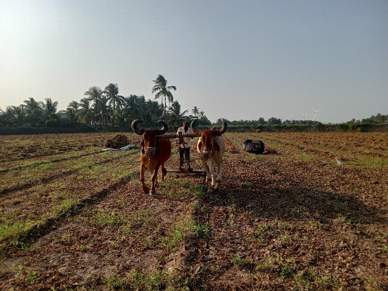 બળદવેશવાનાછે  સ...