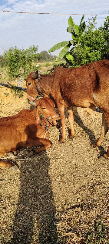 ગોઢલા દેવાના સે