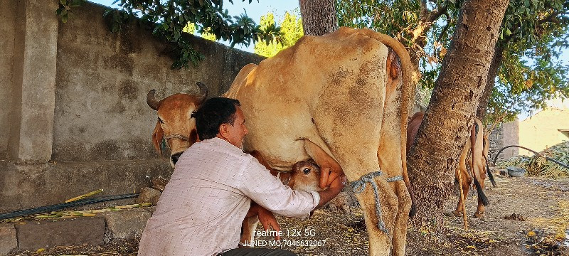 બે ગાયો વેચવાની...