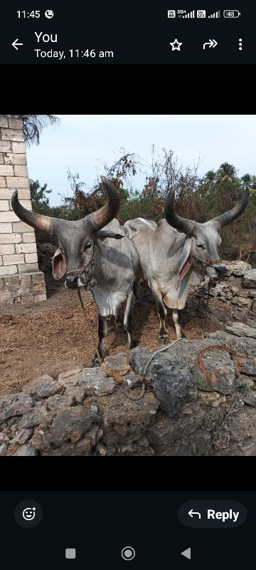 બળદ વેસવાના સે