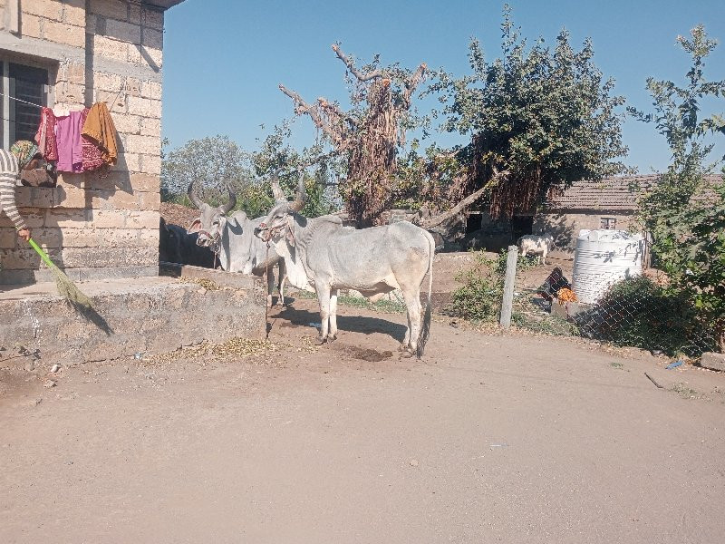 ગોડલા વેચવાના છ...