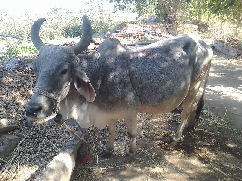 ગાય વેચવાની છે...