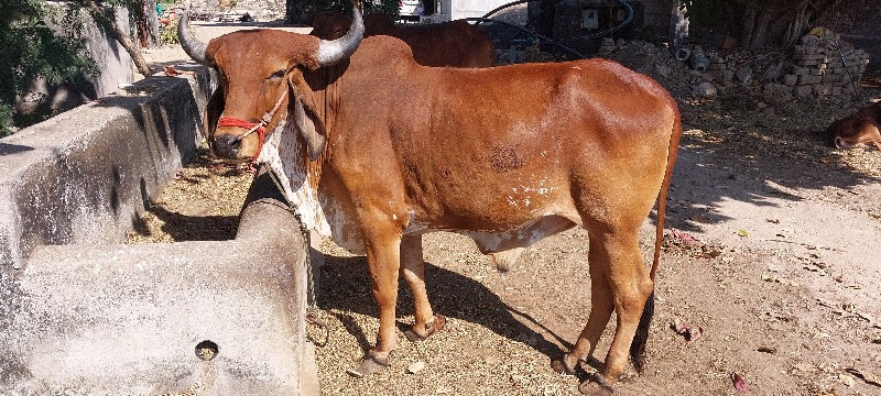 બરદ વેસવાના છે