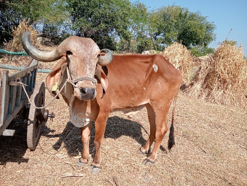 સાવ સોજા