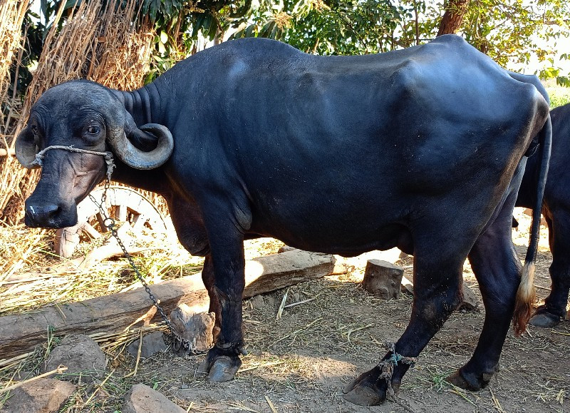 કોન્ટેક્ટ નંબર...