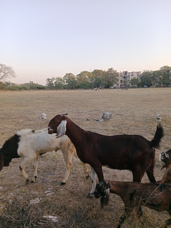 Rajsthani Bakri