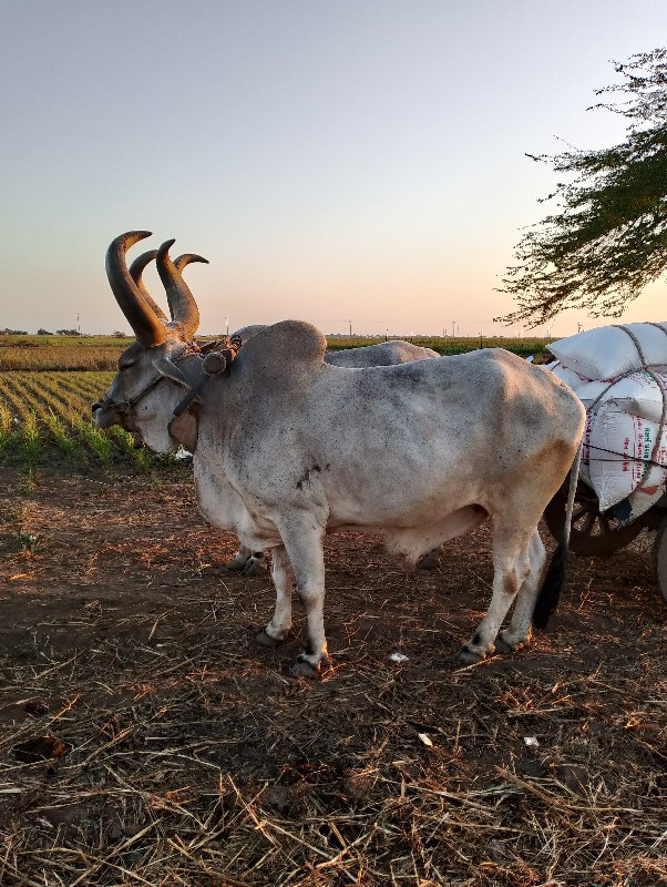 બળદ વેચવાના છે