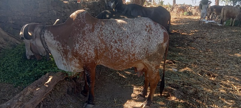 ગાય