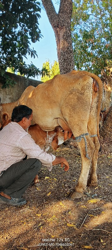 ગાય વેચવાની છે