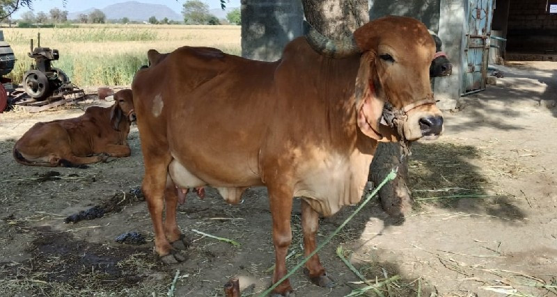 ગીર ગાય વેચવાની...