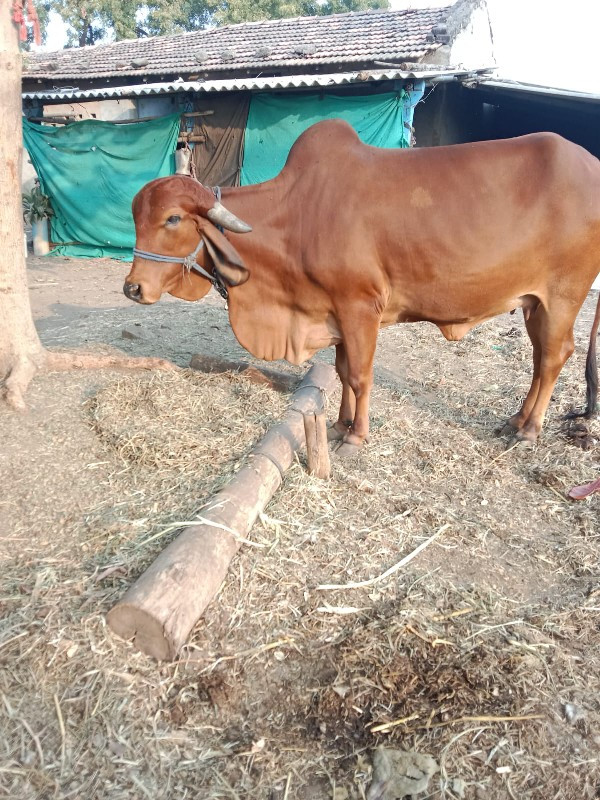 ગાય વેચવાની છે...