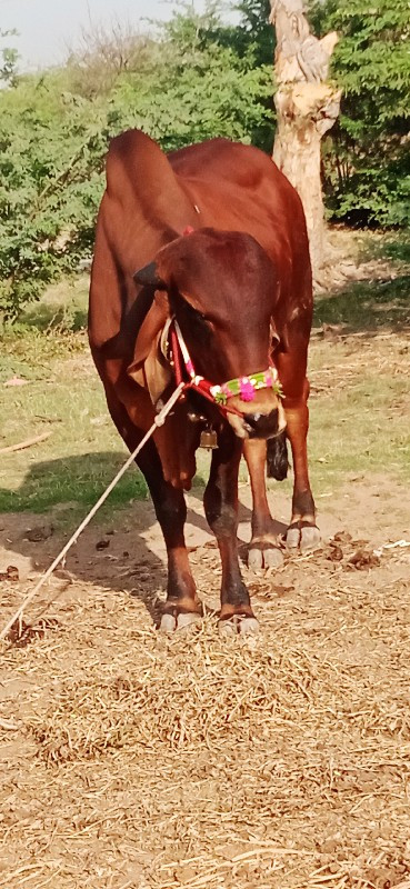 દેવીપુજક લે વેચ