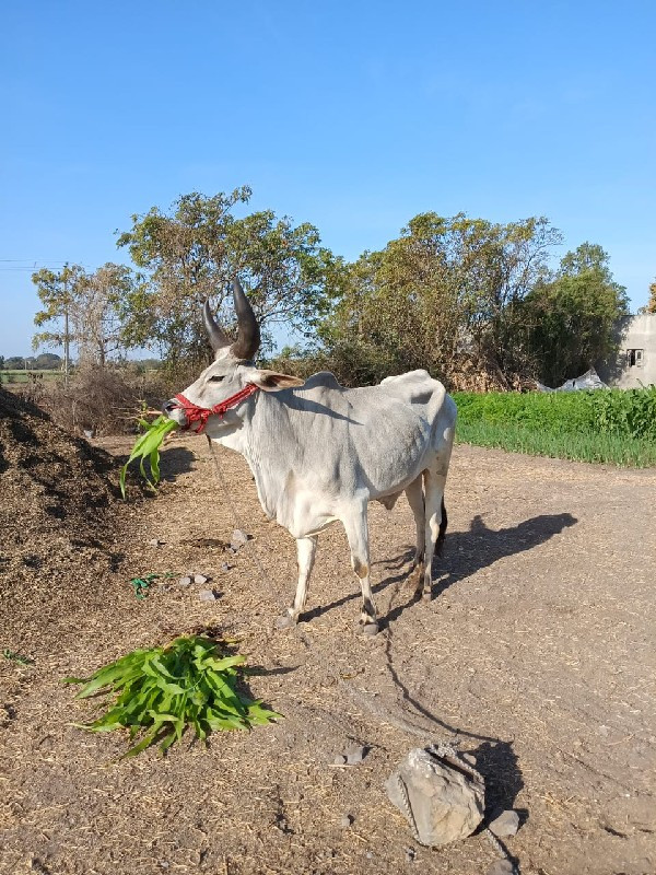 ઘોધલો વેચવા નો...