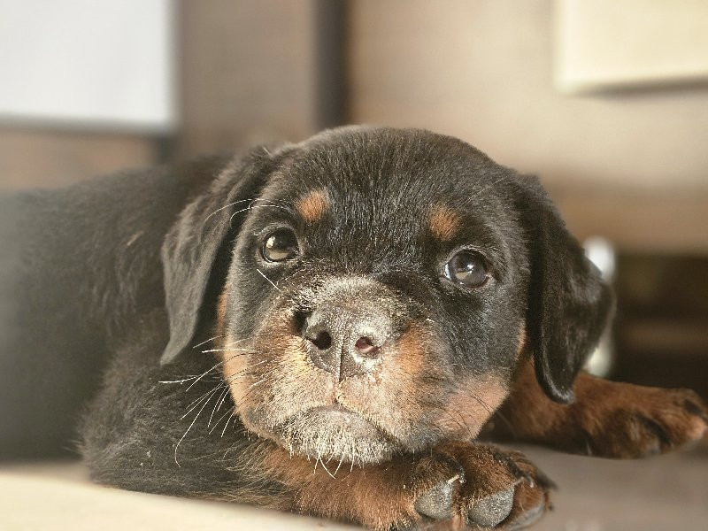 rottweiler pupp...