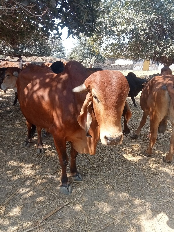 ખુટ વેચવાનો‌છે