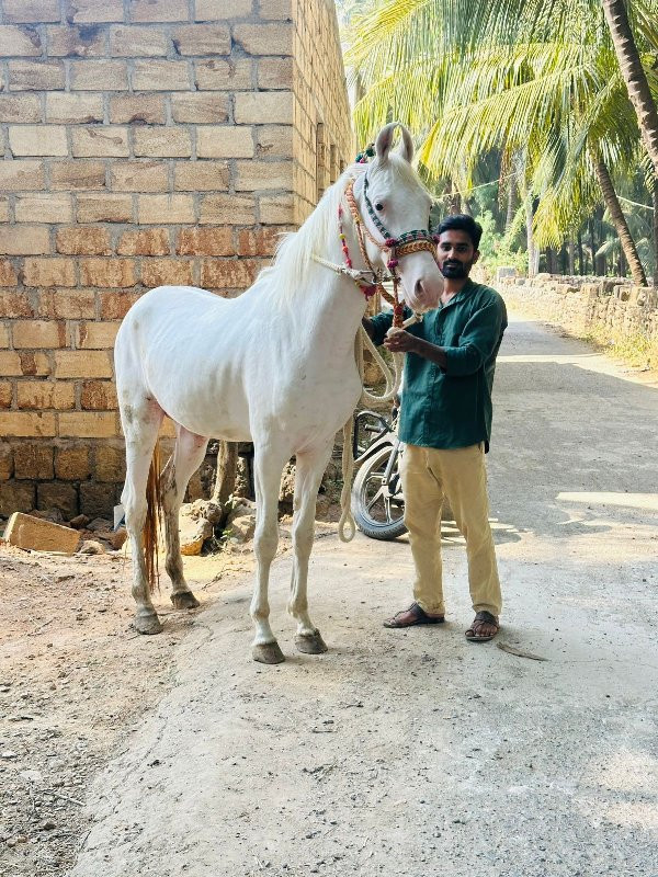 વછેરો વેચવાનો છ...