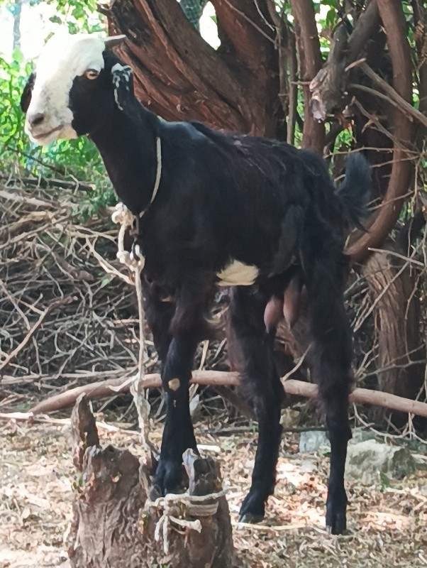 બકરીવેસવાનીછે