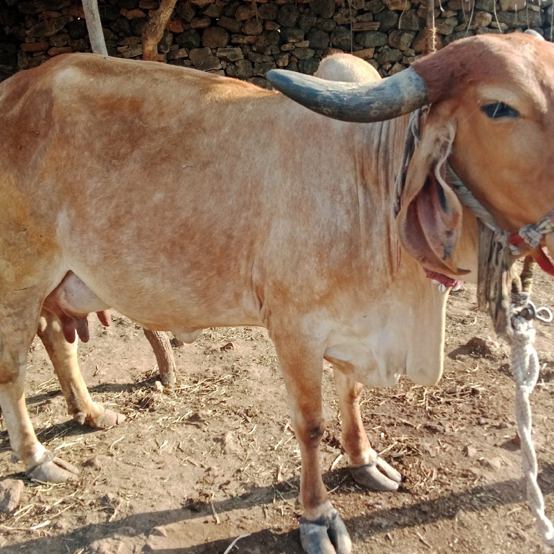 ગાય વેચવાની છે