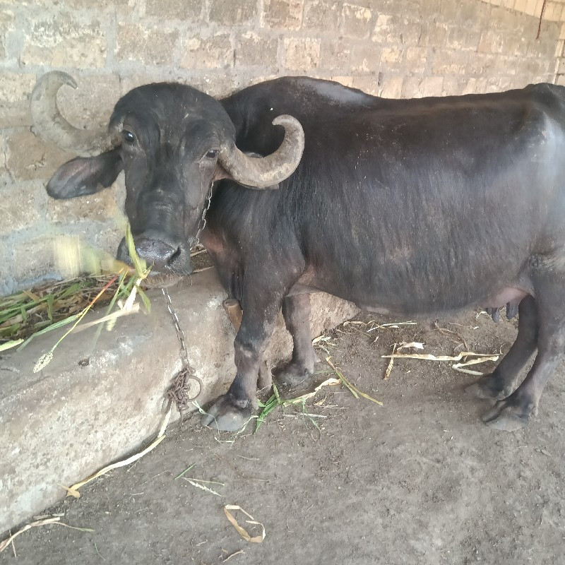 ભેસ વેચવાનિ છે,