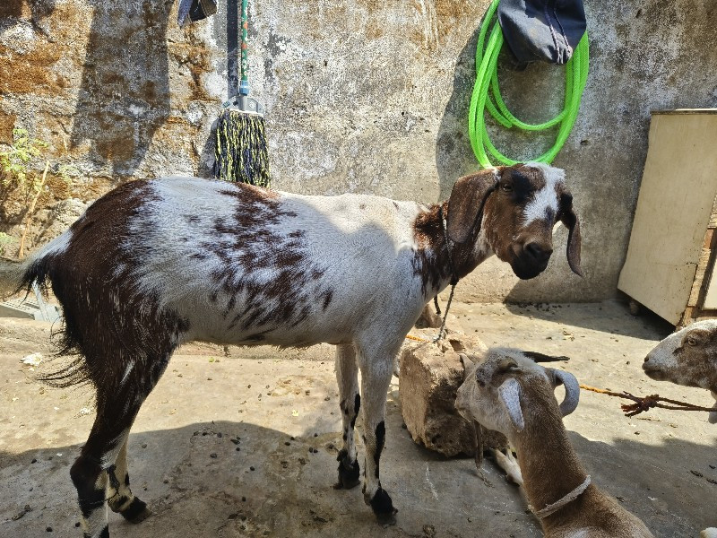 3 bakri patiri