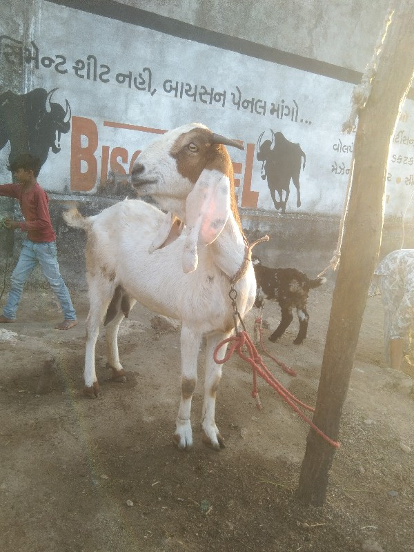 ગુલાબી બકરી છે