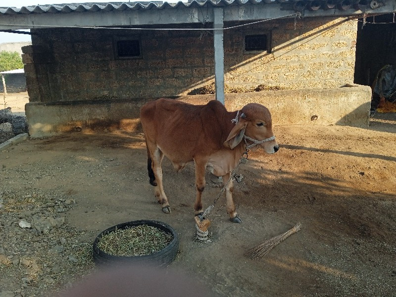 ગીર ખુટ છે