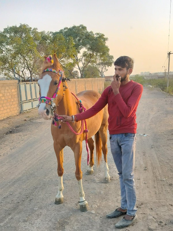 વસેરીઘોડીછેસાટા...