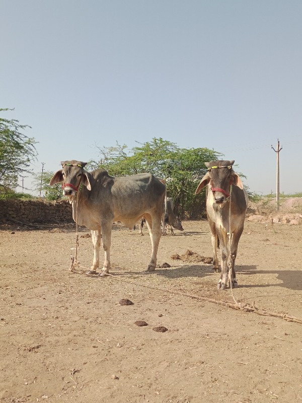 ગોઢલા વેચવાના છ...