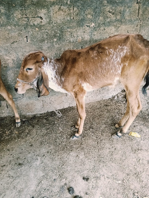 ગીર વાછરડી આપવા...