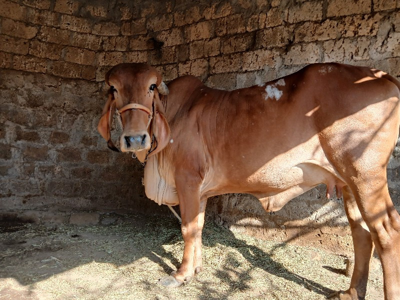 ગીર ગાય વેચાણ છ...