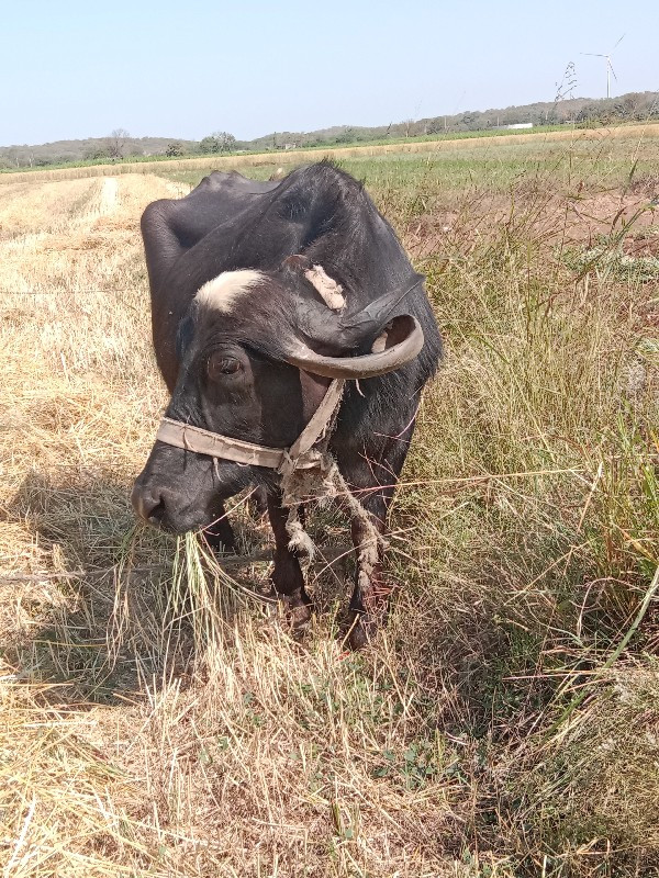 ભેસ વેચવાની છે