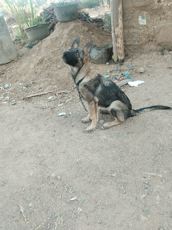 જર્મન શેફર્ડ