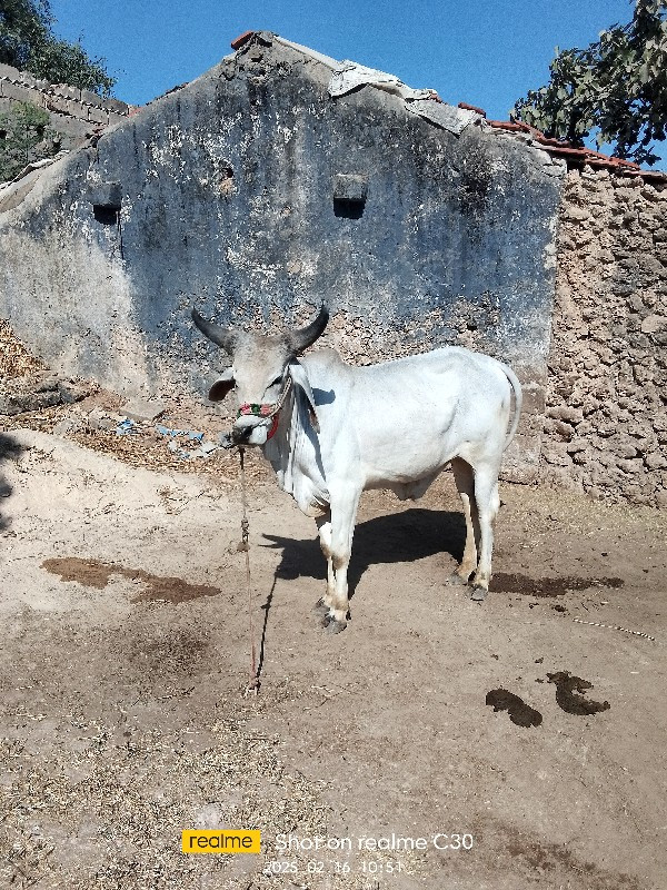 ગૉધલૉ વૅસવાનૉછૅ