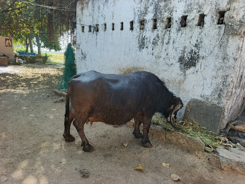 ભેંસ વેચવા ની છ...