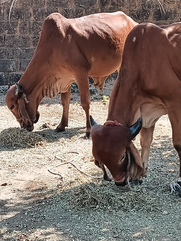 ગોંડલમાં વેચવાન...