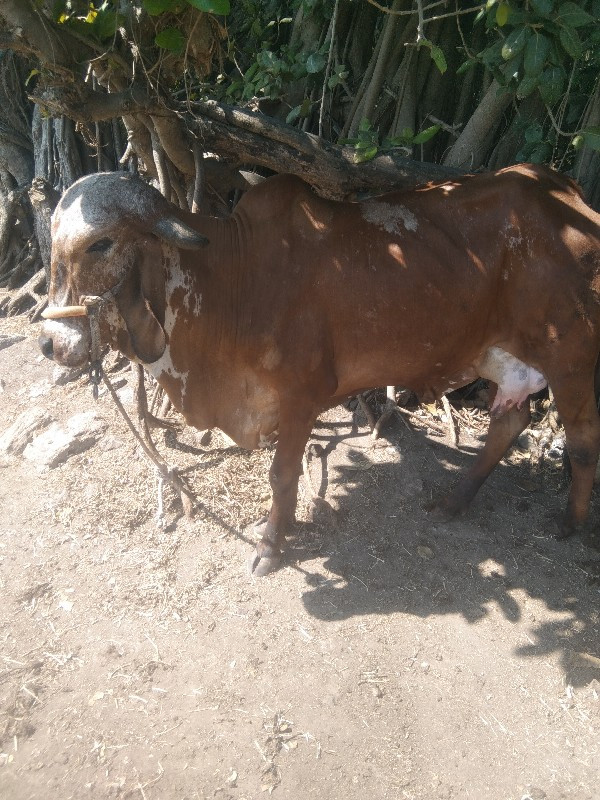 ગિર ગાય વેસવાનિ...