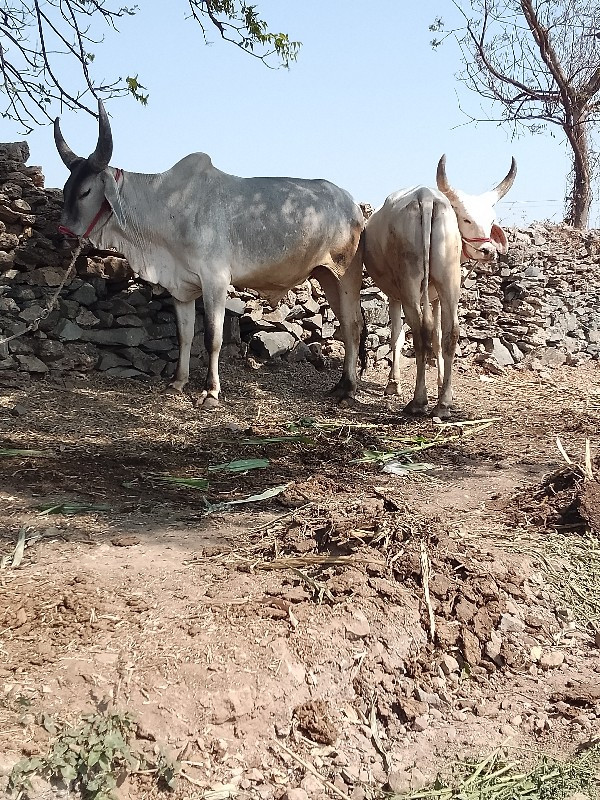 ગોઢલા.વેસવાનાસે