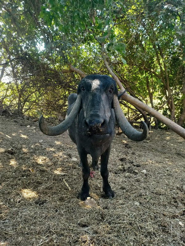 આ ભેંસ વેચવાની...