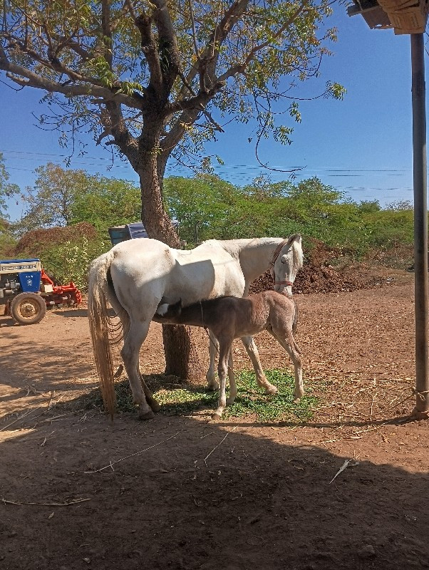 રોજી