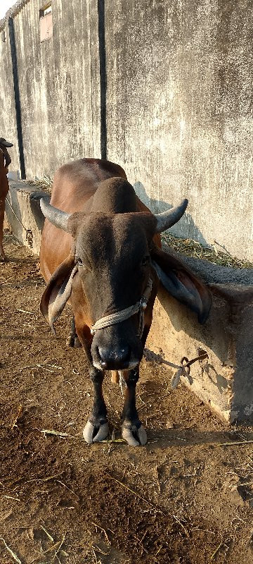 ગાય વેચવાની છે