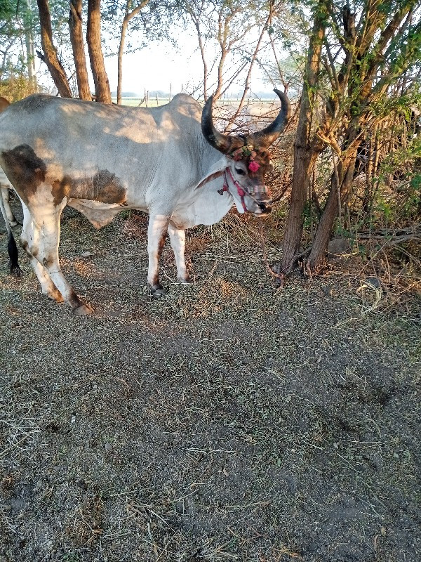 એક વાવણી વાવેલ...