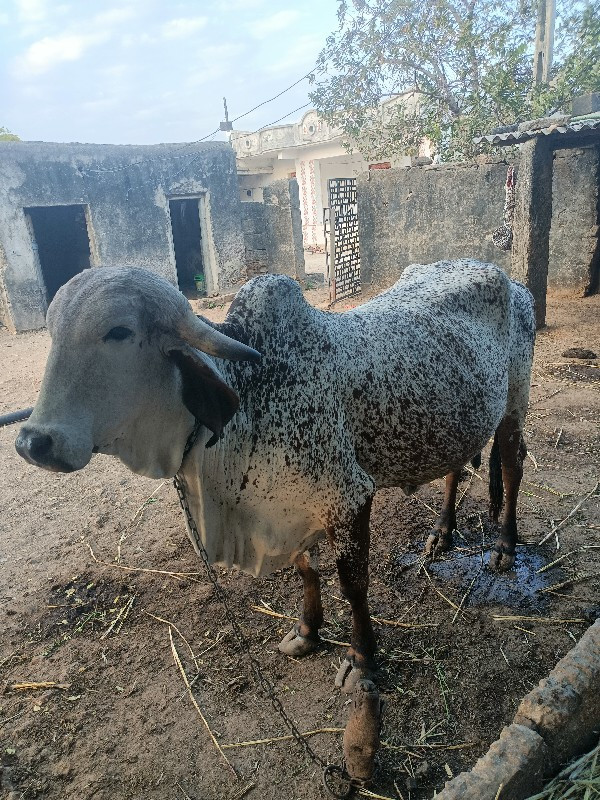 ગાય વેસ્વા ની સ...