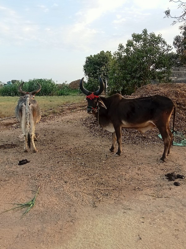 આખી જોડ વેચવાની...