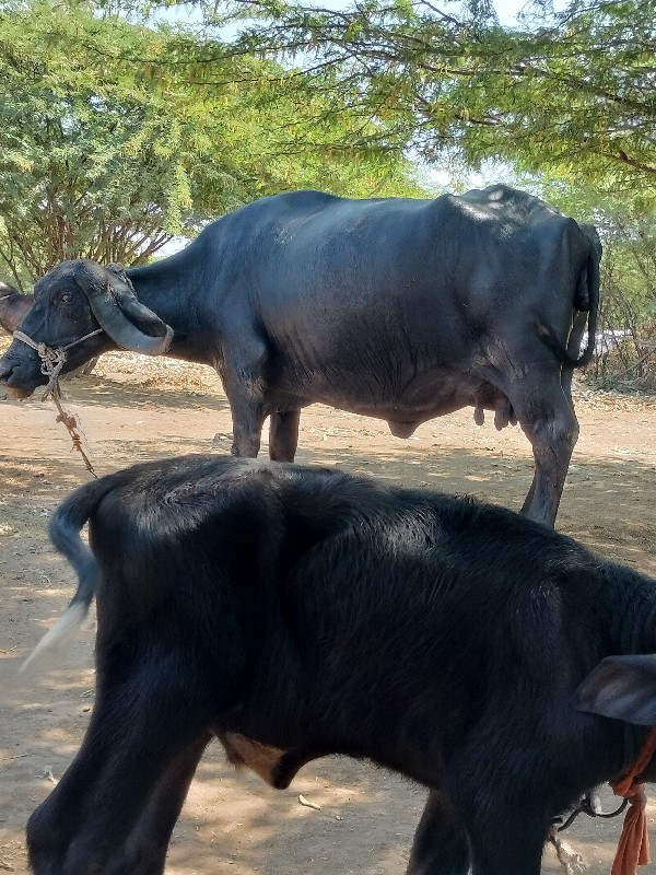 ભેંસ વેચવાની છે