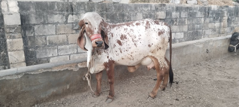 ગીર હોળકી વેચવા...