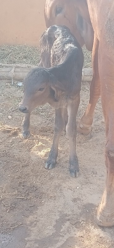 હરેશભાઈ રબારી