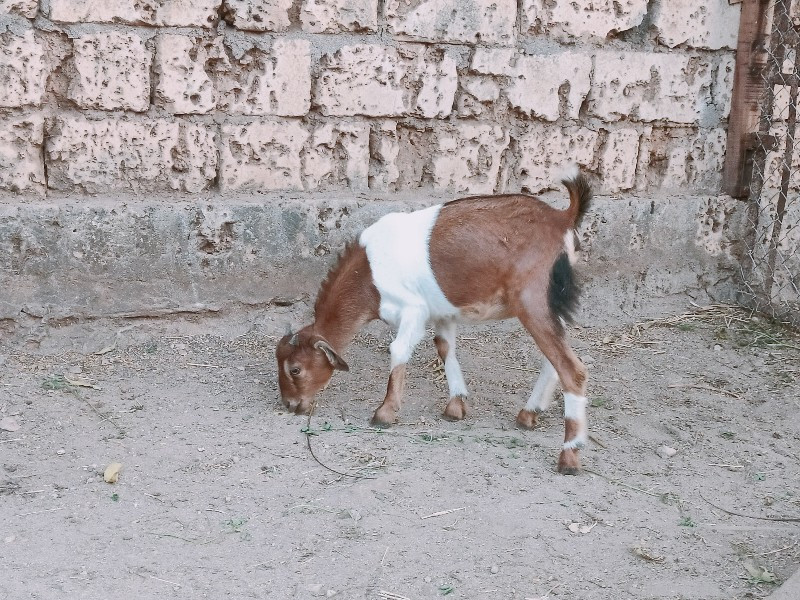 Barbari  bakri...